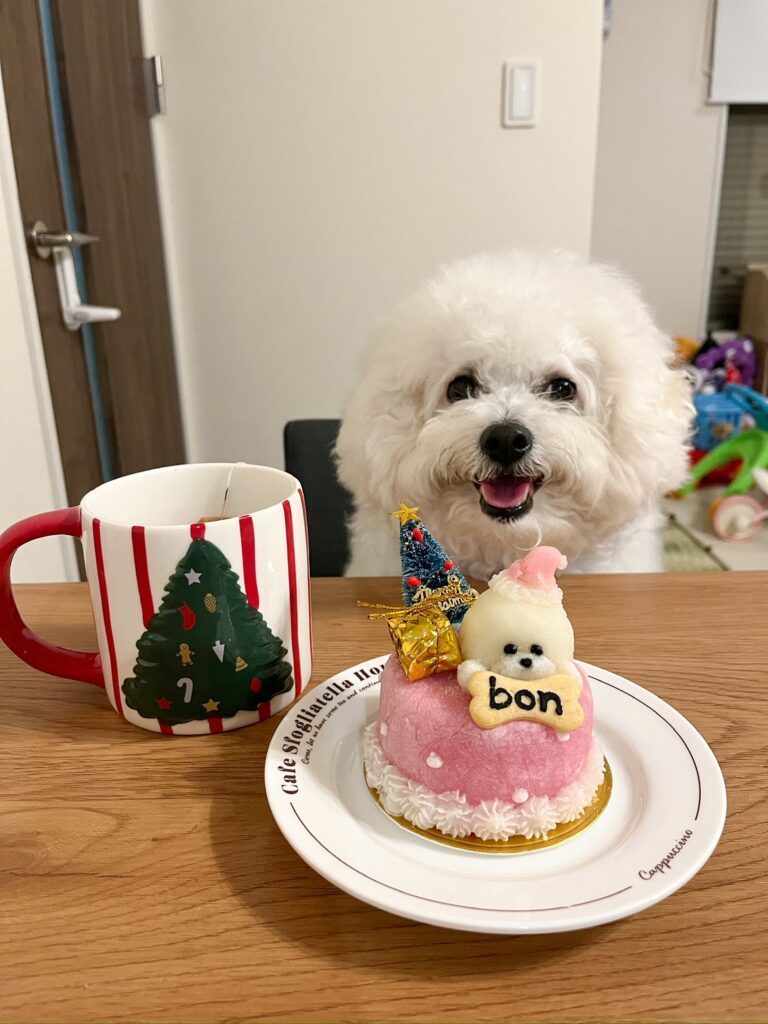 ぼんくんとケーキ（＠bon__124さんより提供）