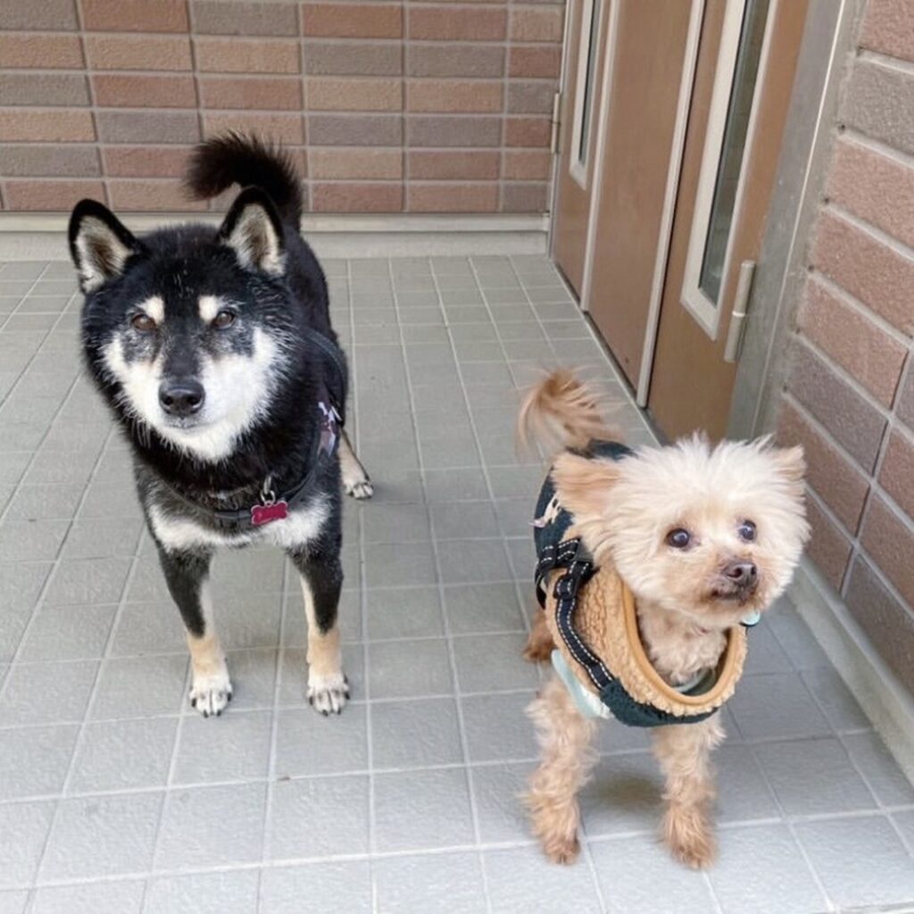 仲良しの友だちもできました（@animalrescueoneloveさんより提供）