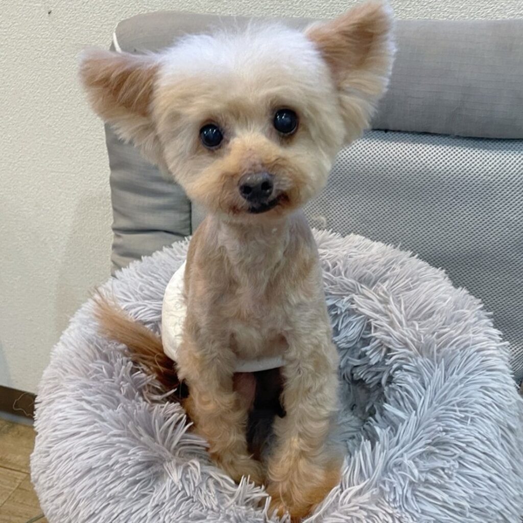 現在の元気な姿（@animalrescueoneloveさんより提供）