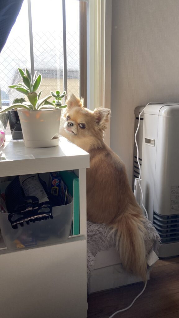 普段のめるちゃんの様子②（@yuyu.tanさんより提供）