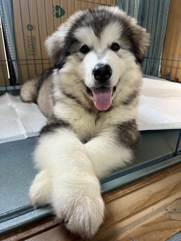 扶桑くん④（＠fuso06.15malamuteさんより提供）