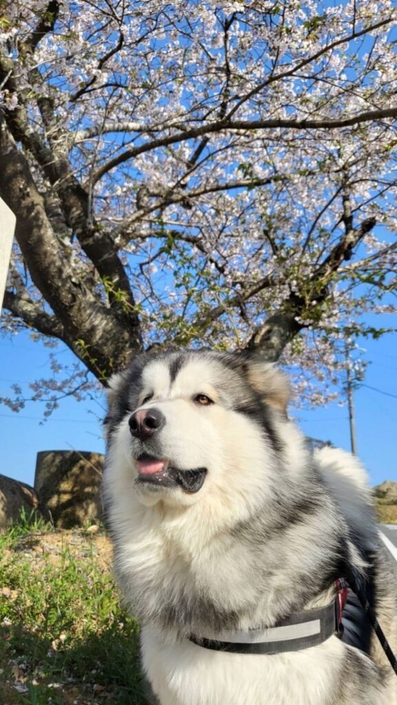 扶桑くん⑥（＠fuso06.15malamuteさんより提供）