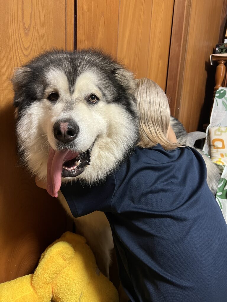 扶桑くん③（＠fuso06.15malamuteさんより提供）