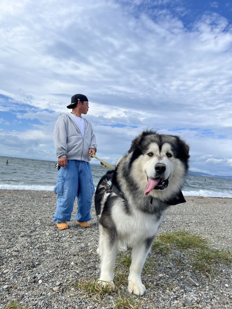 扶桑くん②（＠fuso06.15malamuteさんより提供）