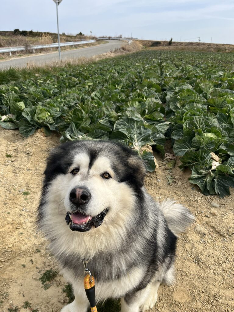 扶桑くん①（＠fuso06.15malamuteさんより提供）