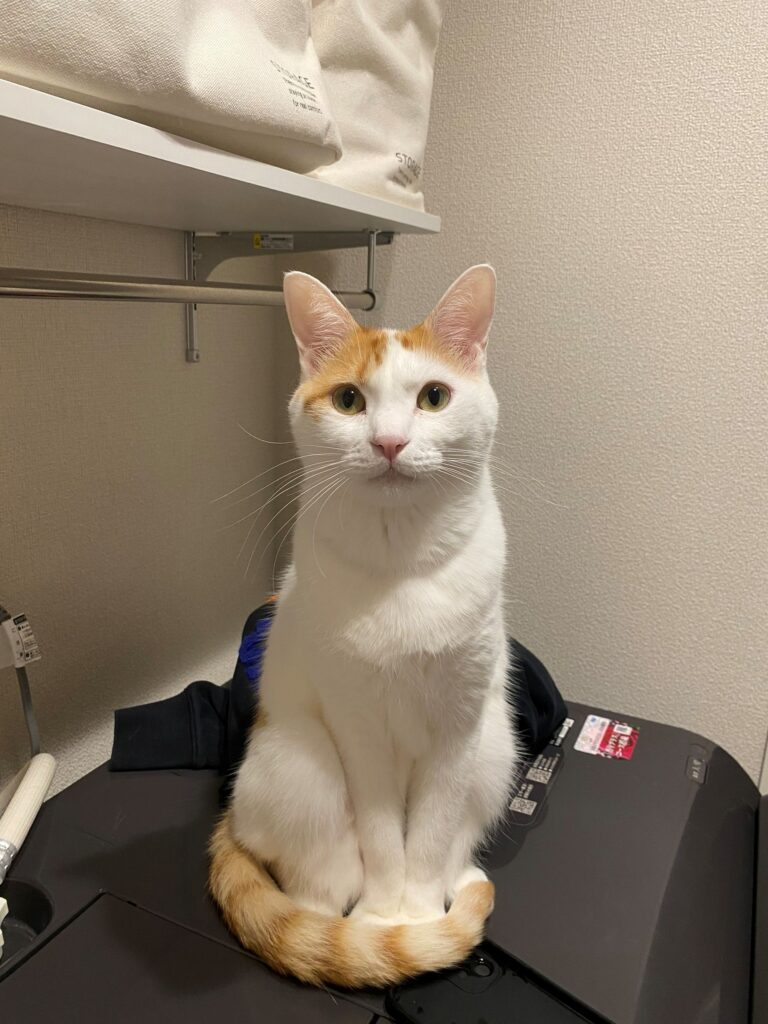 普段の様子①（＠gohan_to_neko24さんより提供）