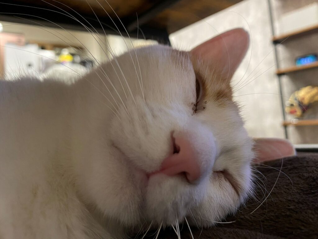 普段の様子②（＠gohan_to_neko24さんより提供）