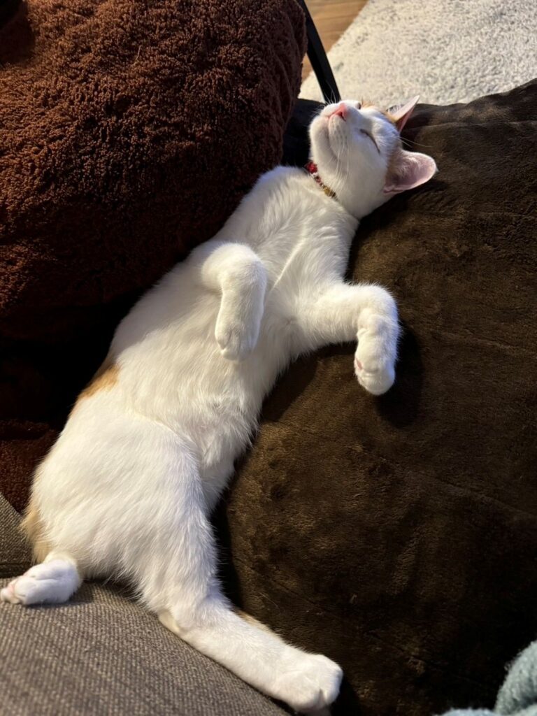 普段の様子③（＠gohan_to_neko24さんより提供）