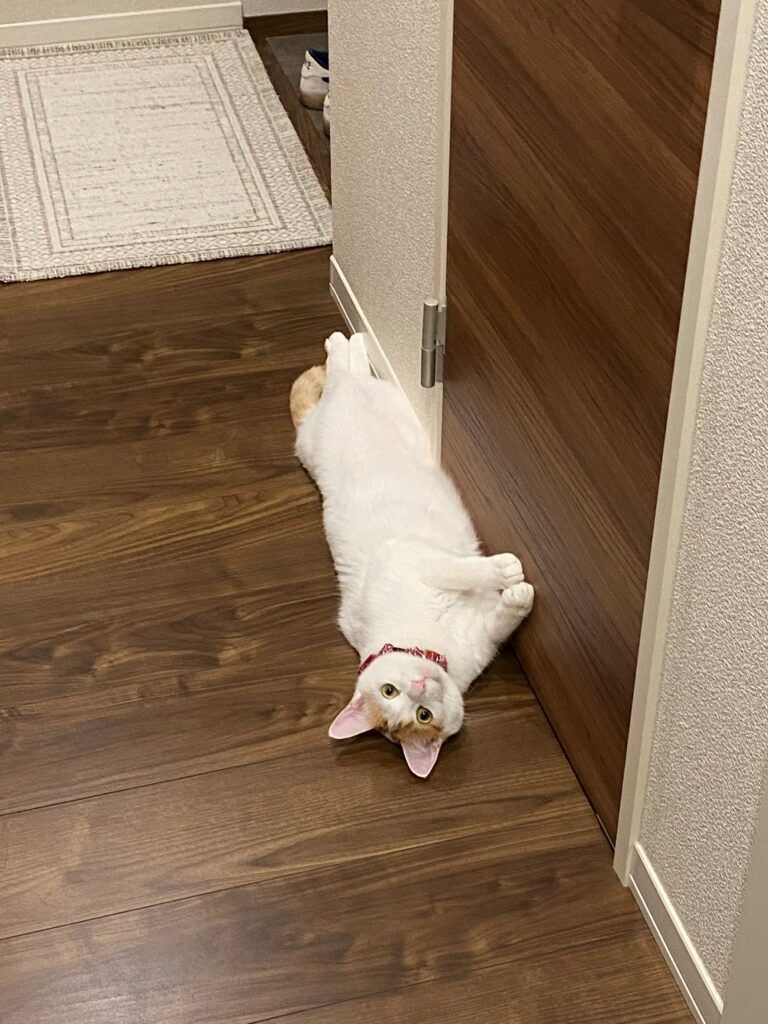 普段の様子④（＠gohan_to_neko24さんより提供）