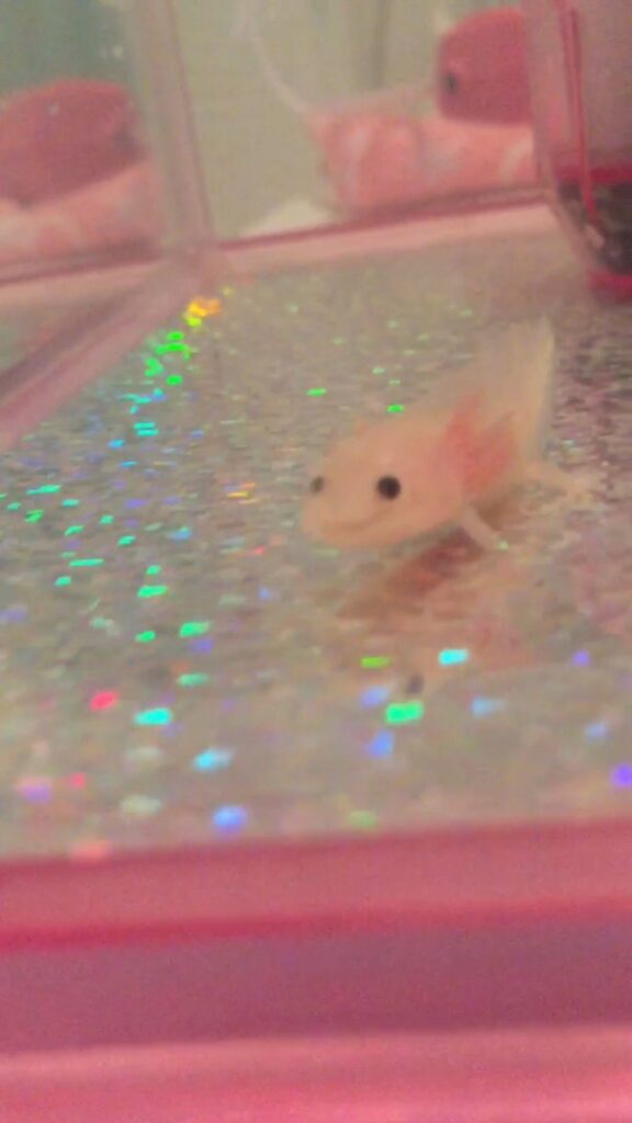 お迎え当初のうぱぴちゃん（＠_a_s_a_m_i_n_さんより提供）