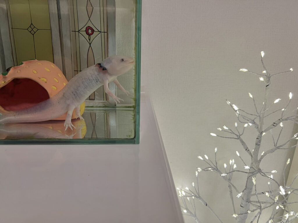 ツリーを眺める様子①（＠_a_s_a_m_i_n_さんより提供）