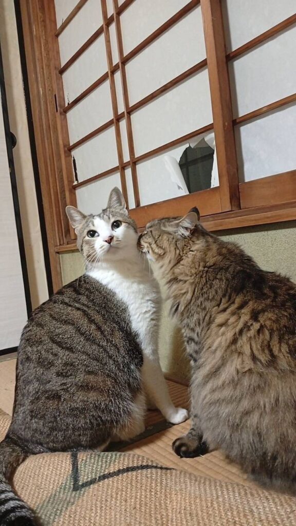 猫ちゃんたちの様子①（re.ikoさんより提供）