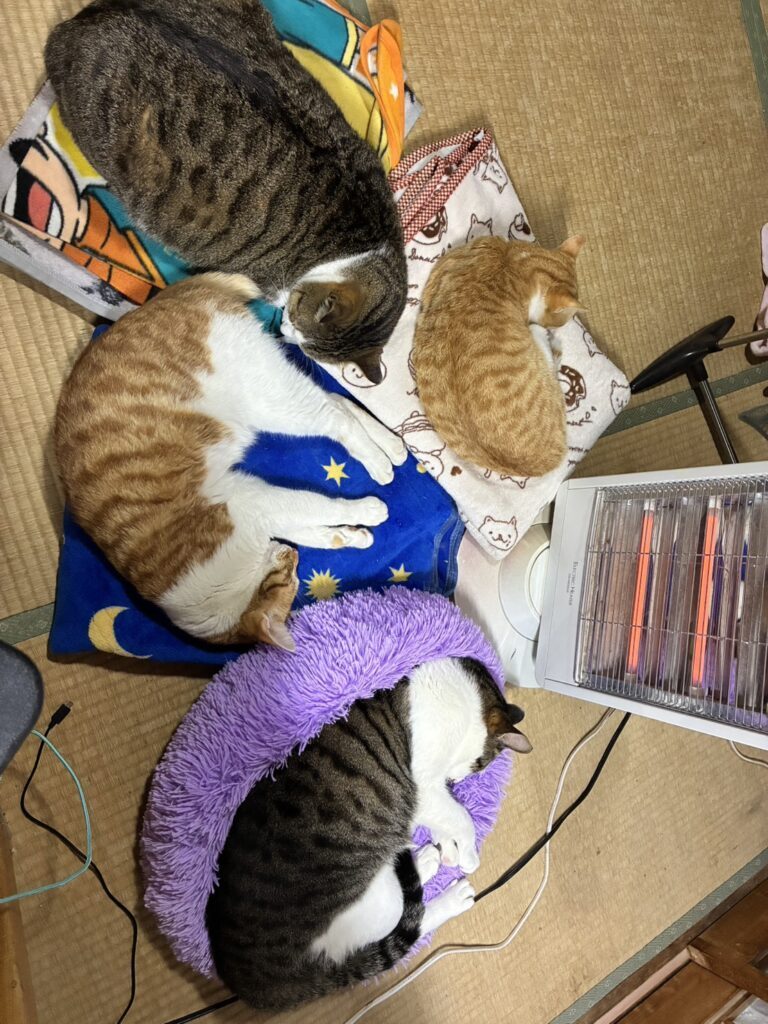 猫ちゃんたちの様子②（re.ikoさんより提供）