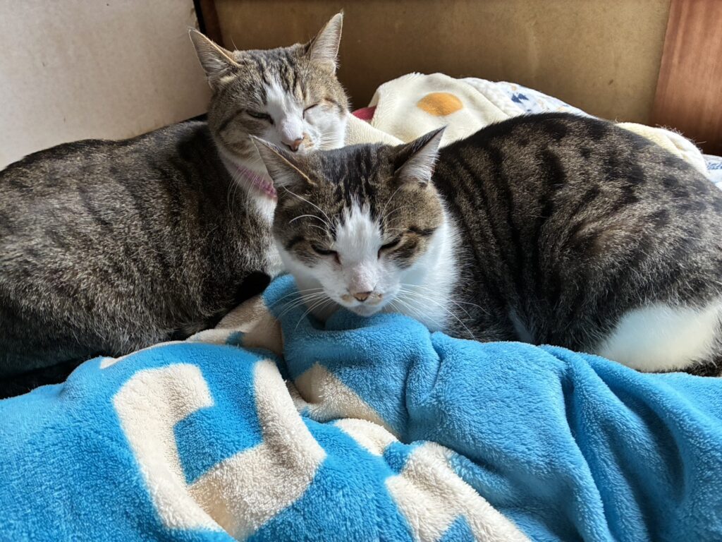 猫ちゃんたちの様子④（re.ikoさんより提供）