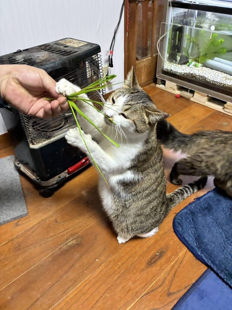 猫ちゃんたちの様子③（re.ikoさんより提供）