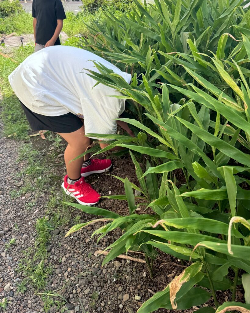 みょうがを採取する次男くん（＠racco_clubさんより提供）