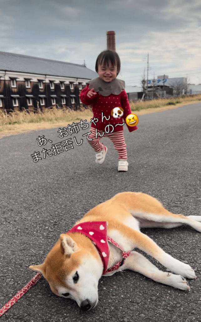 つくねちゃんに駆け寄る娘さん（＠shiba.tsukuneさんより提供）