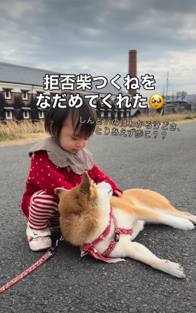 よしよしする娘さん（＠shiba.tsukuneさんより提供）