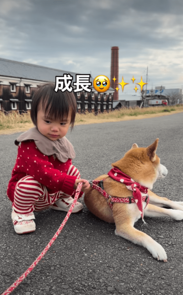 10日後の成長（＠shiba.tsukuneさんより提供）