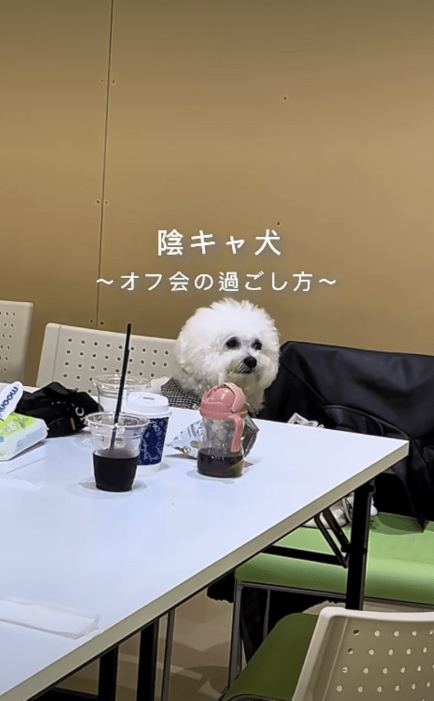 ぼんくんの過ごし方（＠bon__124さんより提供）