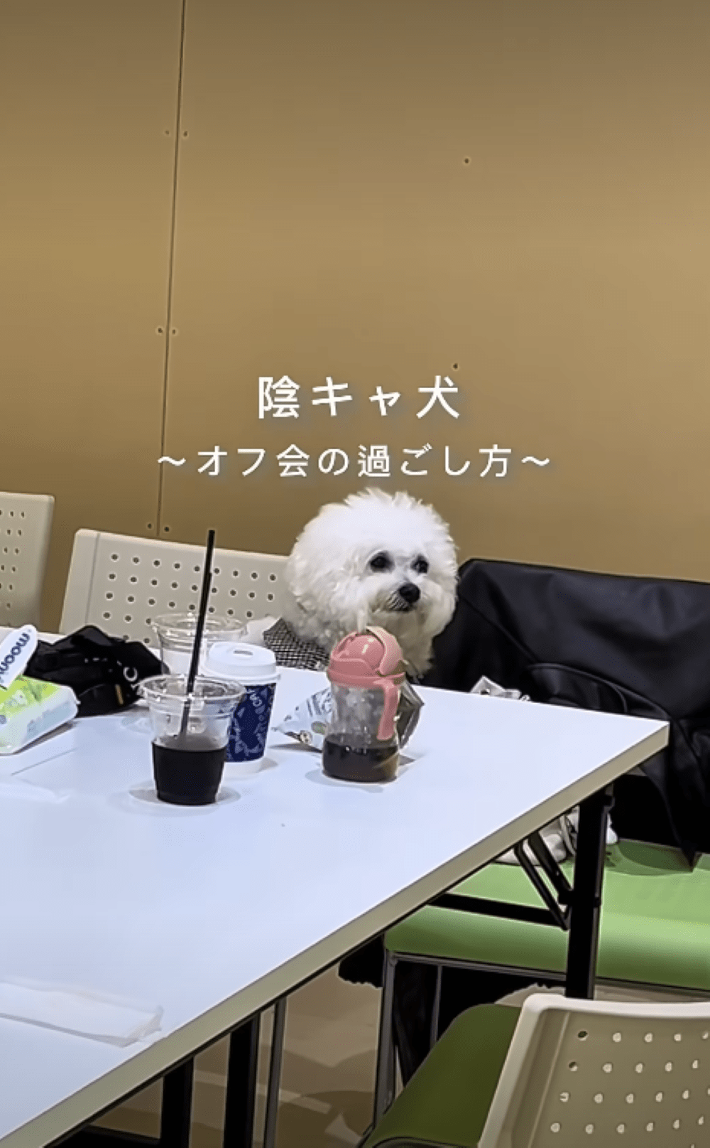 わんこオフ会に来た犬。しかしよく見ると…「私かと思った」「人間みたい」「可愛い」