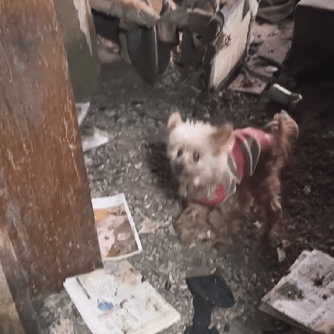 ゴミ屋敷で飼育され、ボロボロだったワンコ。→保護した後の姿に…「見違えた」「凄い変化」