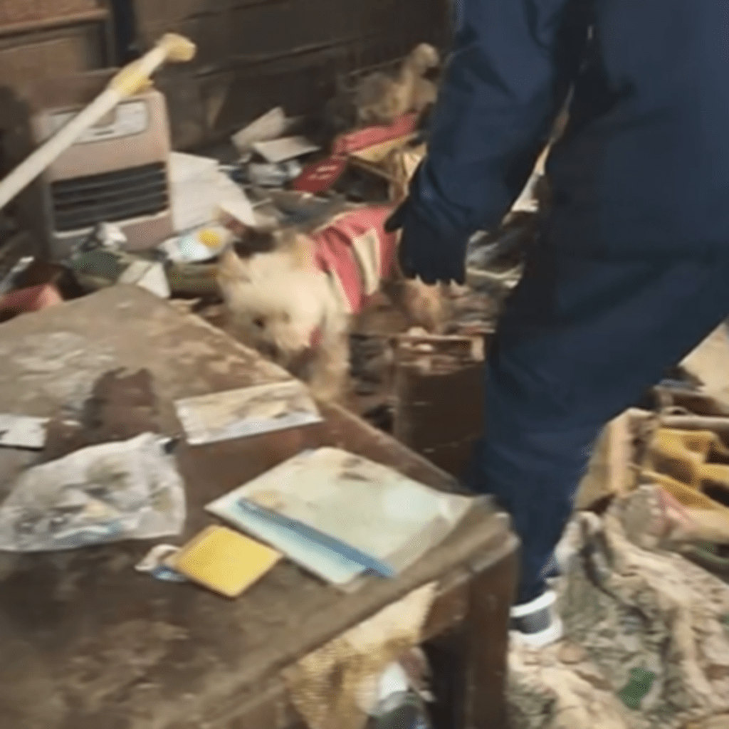 始めは人を怖がっていました（@animalrescueoneloveさんより提供）