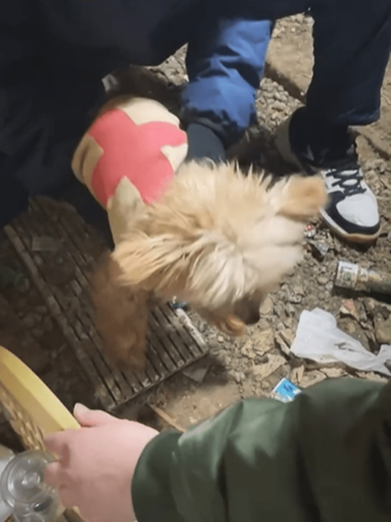 一緒に帰ろうね（@animalrescueoneloveさんより提供）