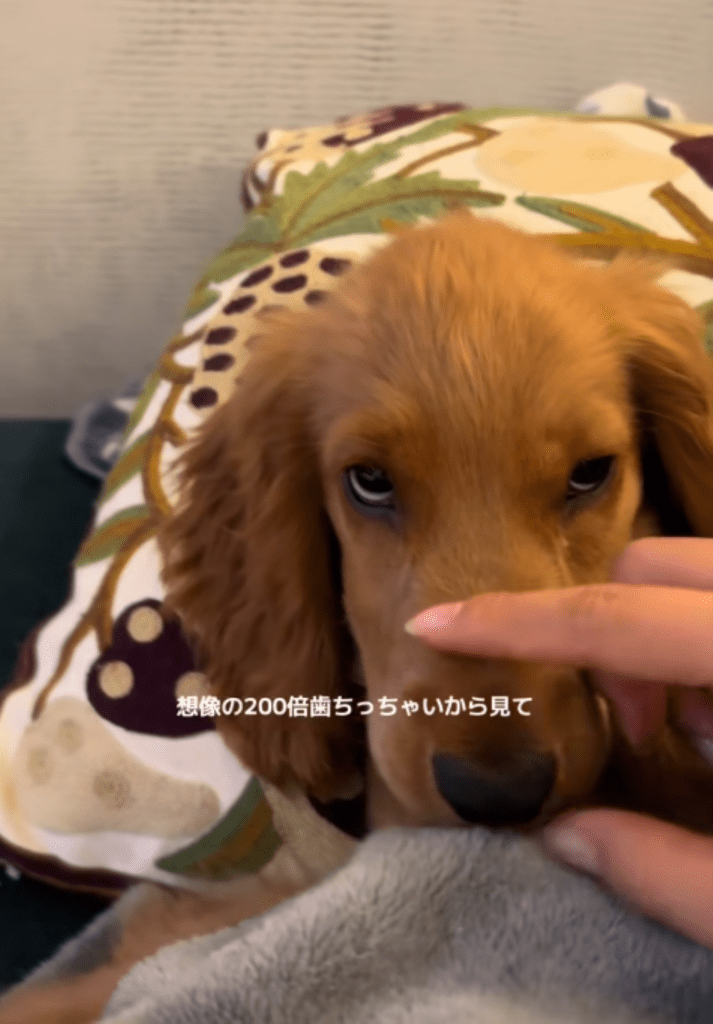 口の中を確認①（＠zushiryoさんより提供）