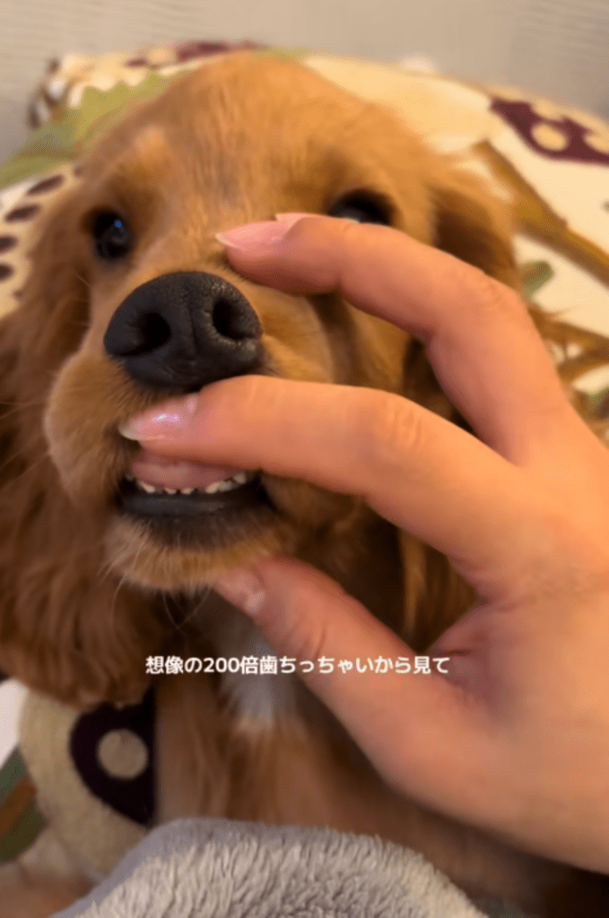 口の中を確認②（＠zushiryoさんより提供）