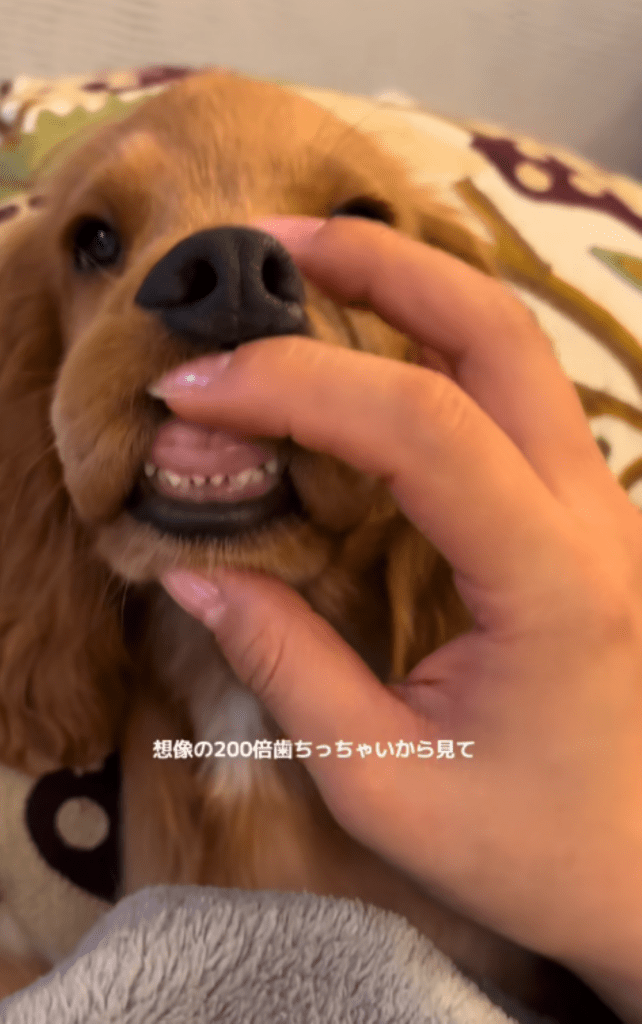 口の中を確認③（＠zushiryoさんより提供）