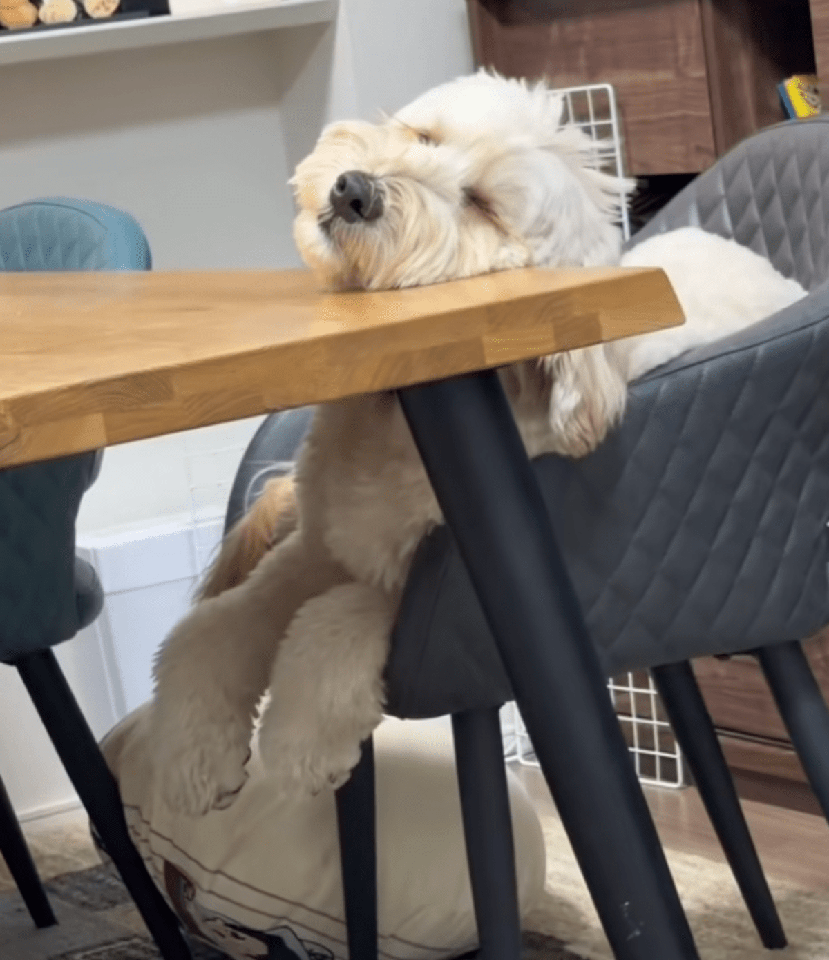 眠っている愛犬に違和感…。→飼い主が心配した”まさかの理由”に「ウソだ！AIだ！」「おじさん入ってる？」