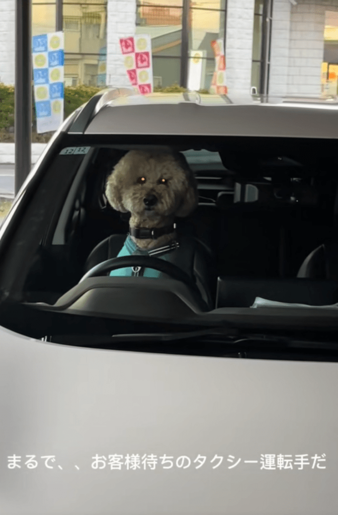 車で待つチユくん①（＠chiyu_ningenさんより提供）