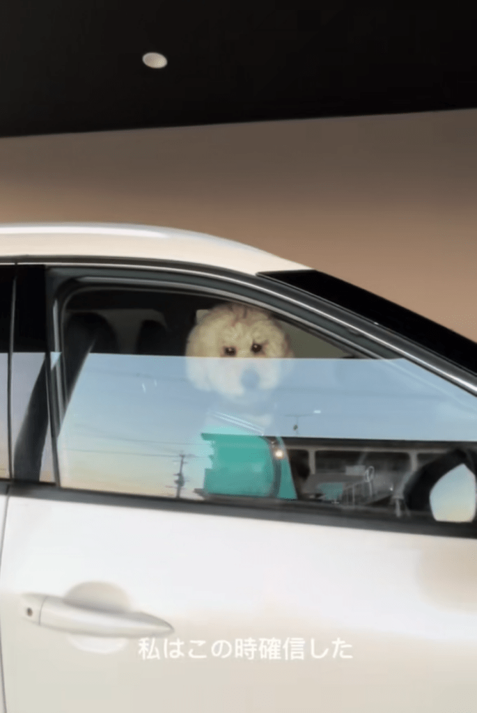 車で待つチユくん②（＠chiyu_ningenさんより提供）