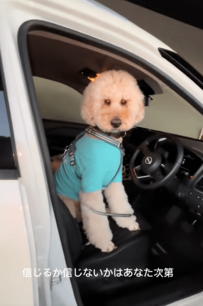 車で待つチユくん③（＠chiyu_ningenさんより提供）