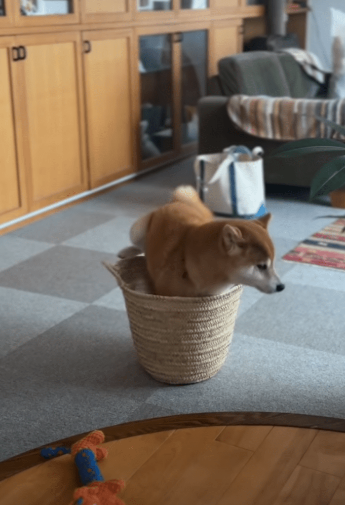 カゴの中に入るたまちゃん（@doremiinさんより提供）