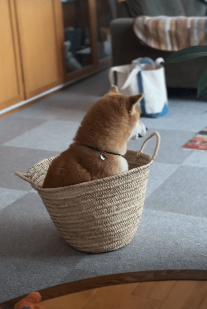 ジャストフィット！（@doremiinさんより提供）