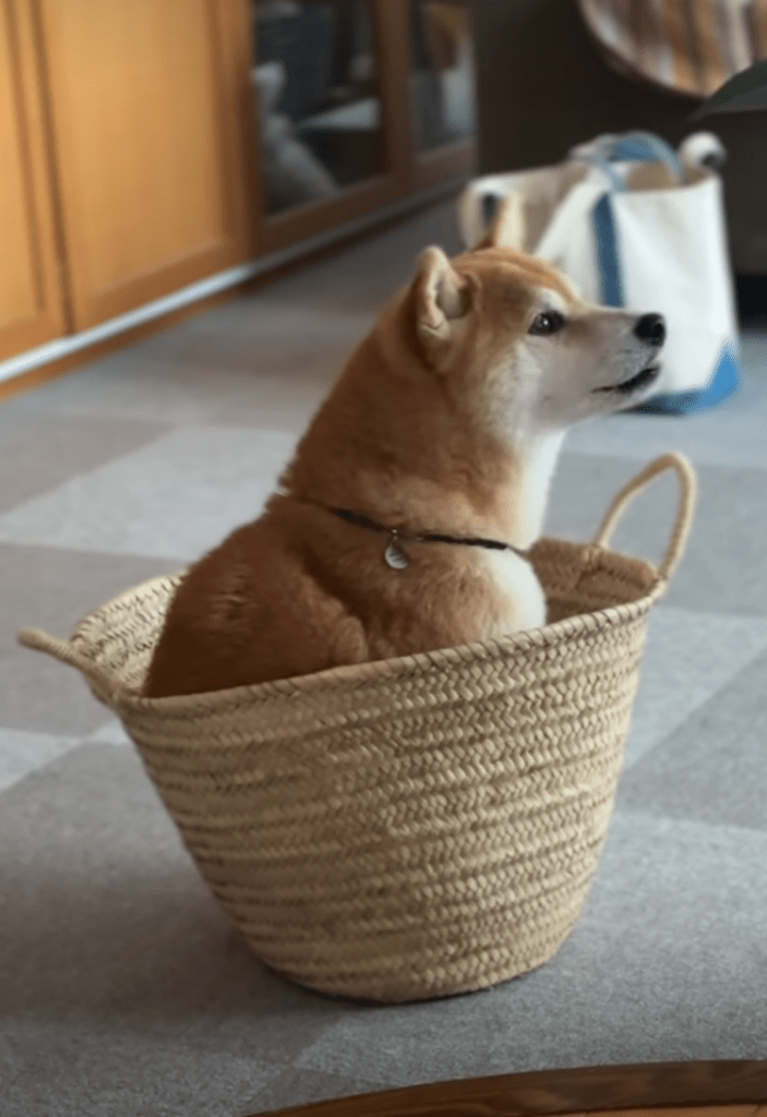 満足そうな顔をするたまちゃん（@doremiinさんより提供）