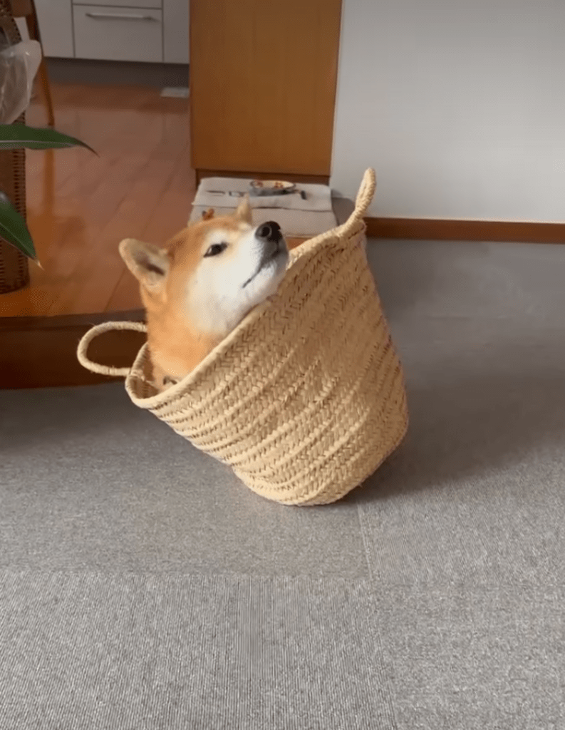 カゴの中でウトウト（@doremiinさんより提供）