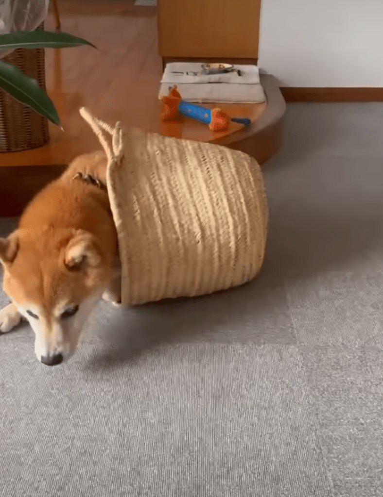 ウトウトしてたら…（@doremiinさんより提供）