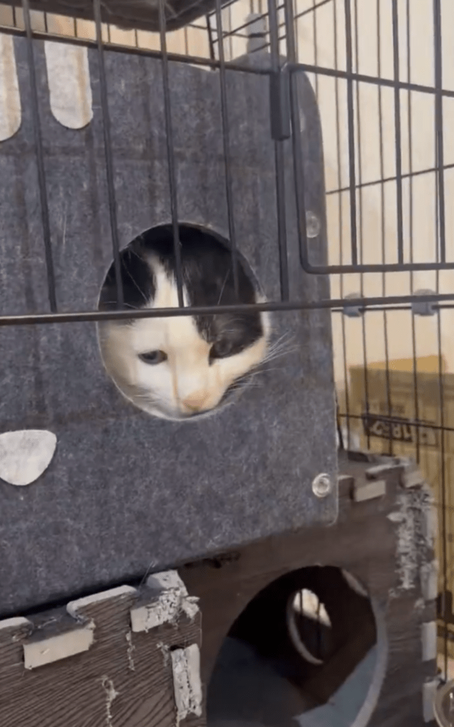 前足を引っ込めてしまった②（@michelle230430より提供）