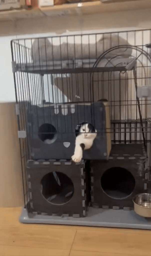 前足を出してくつろぐ猫①（@michelle230430より提供）