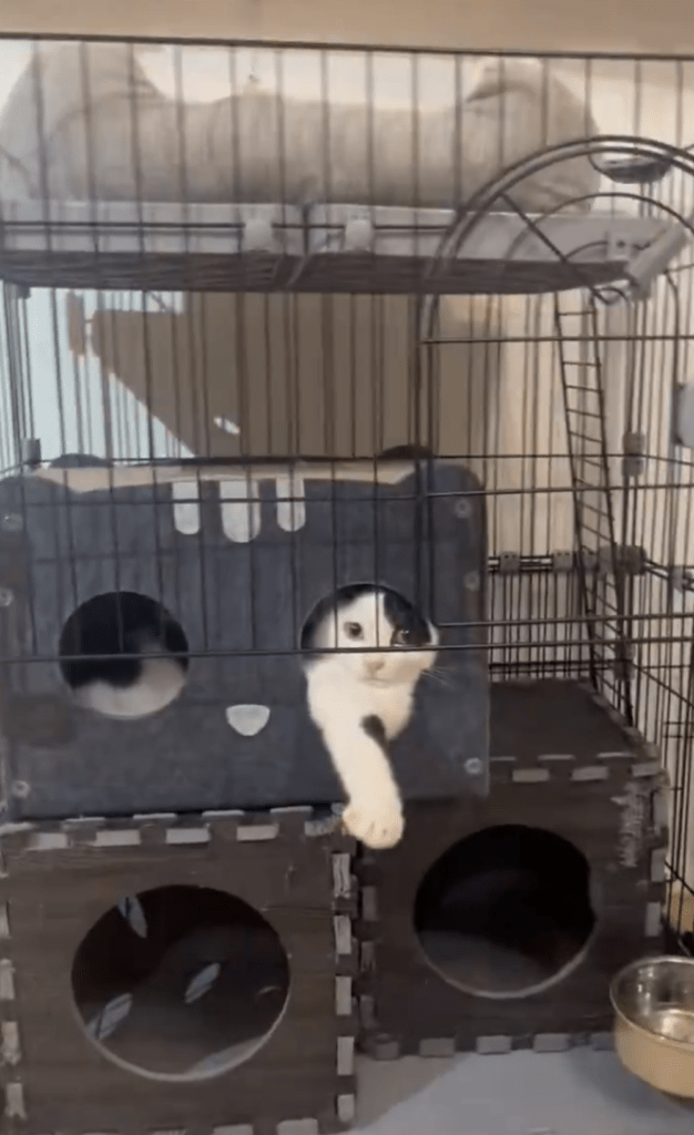 前足を出してくつろぐ猫②（@michelle230430より提供）