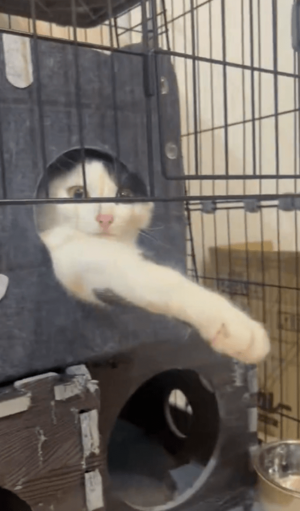 前足を出してくつろぐ猫③（@michelle230430より提供）