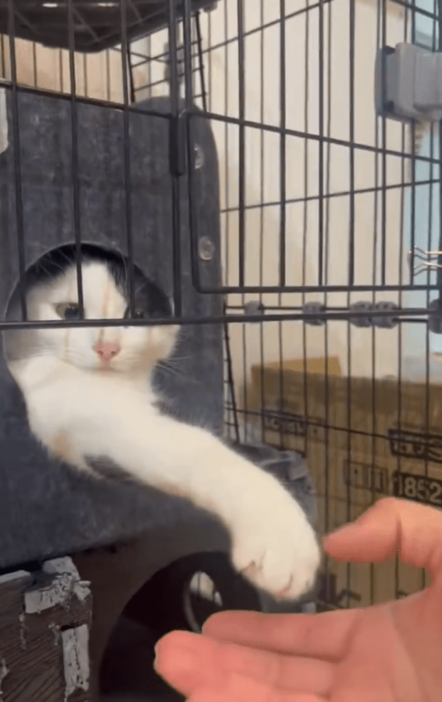 握手しようとすると？①（@michelle230430より提供）