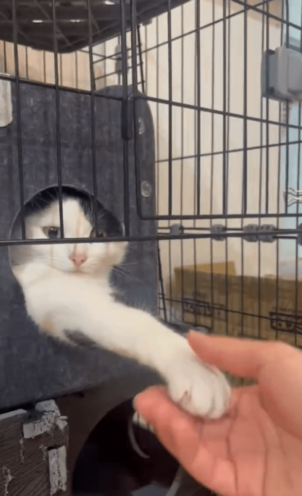 握手しようとすると？②（@michelle230430より提供）