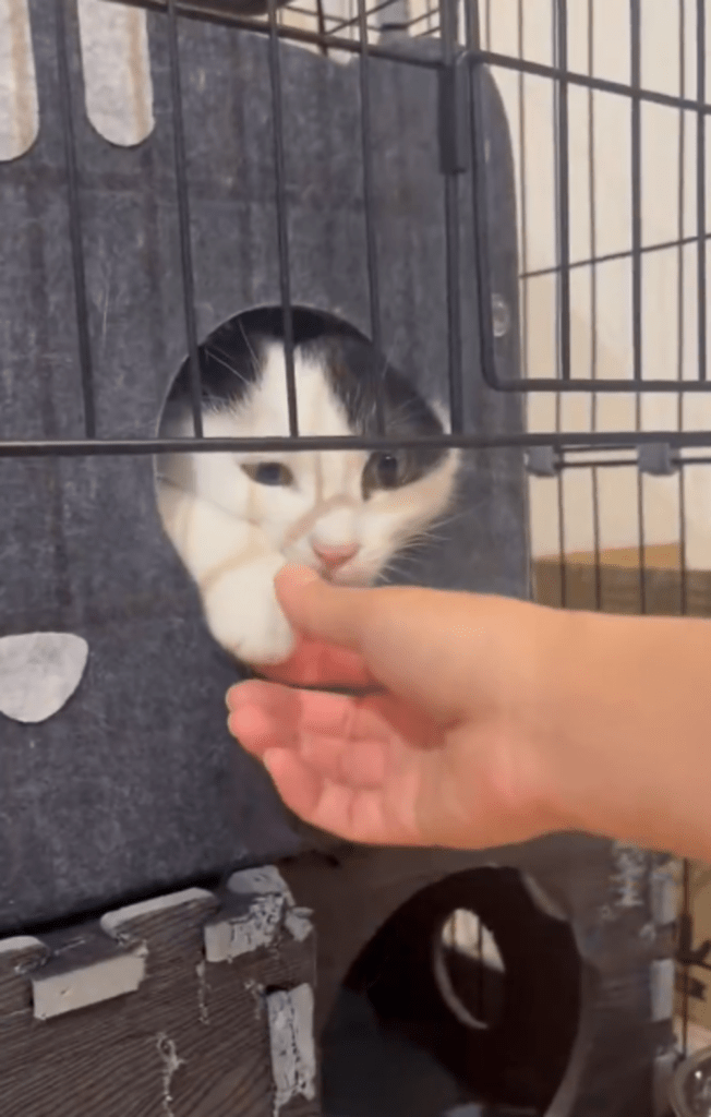 前足を引っ込めてしまった①@michelle230430より提供）