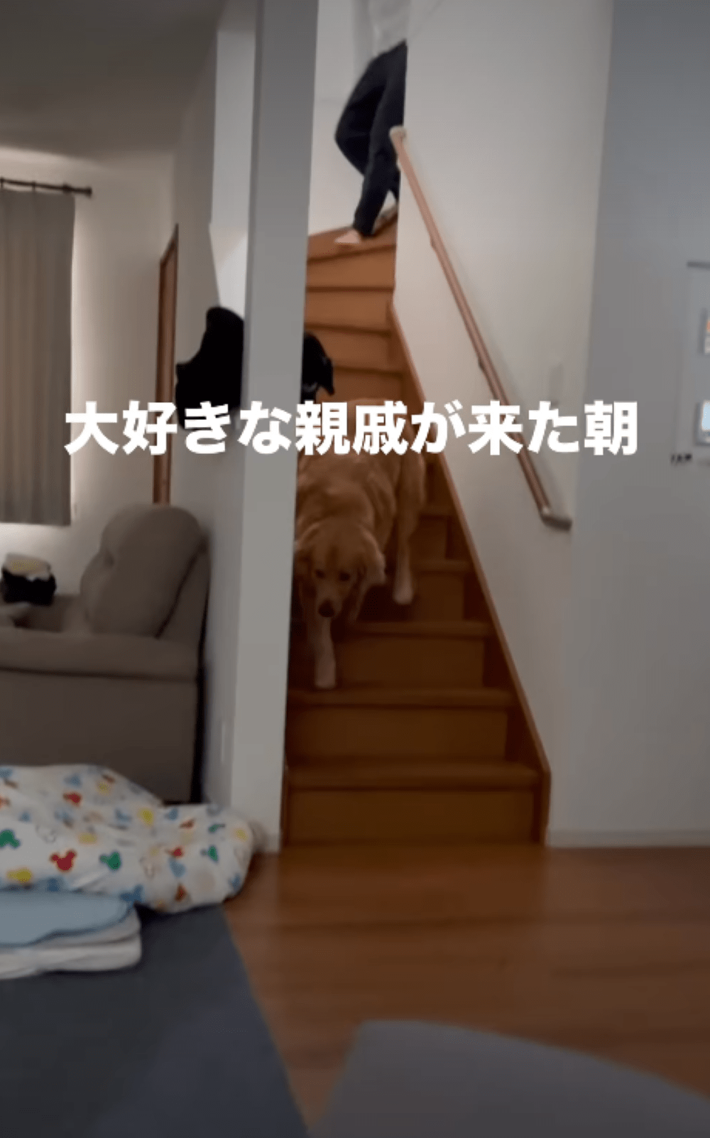 妹家族と対面する愛犬。しかし、愛犬と飼い主の様子に「何回も見てられる」「尻尾の威力よw」「かわいい笑」