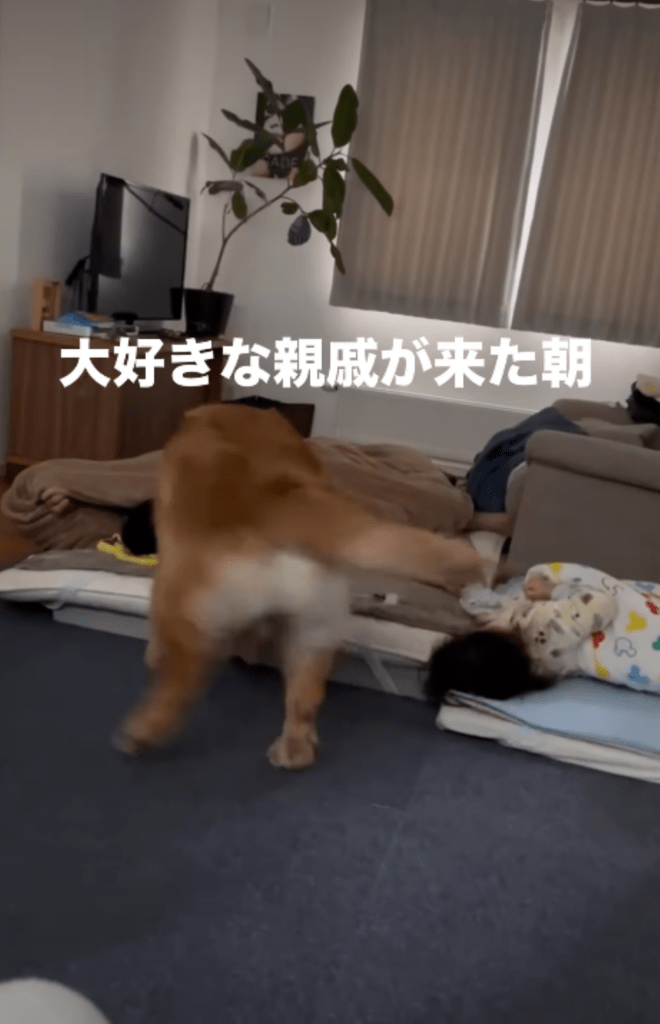 親戚を見つけた海丸くん③（＠umimal_no_bossさんより提供）