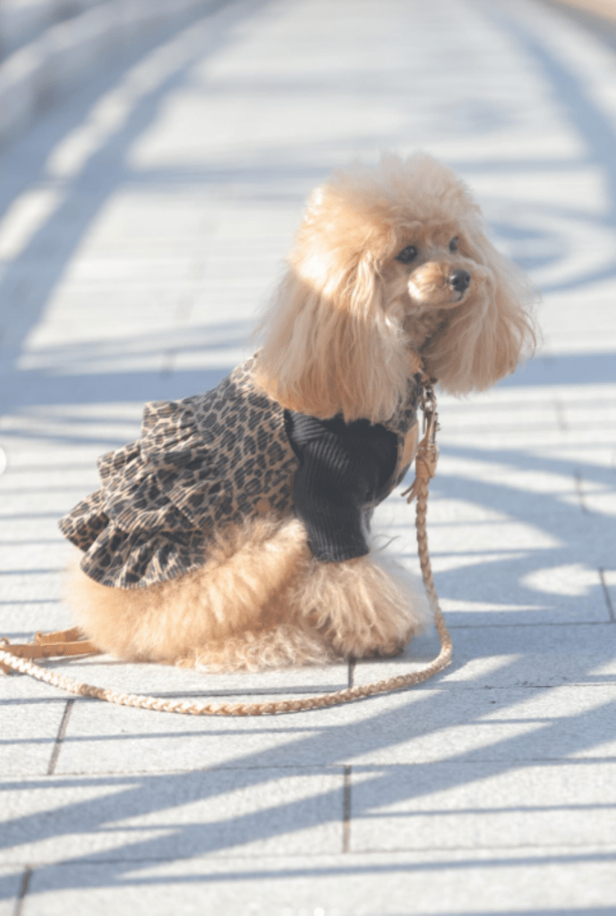 普段の紅葉ちゃん③（＠k1220b0408さんより提供）